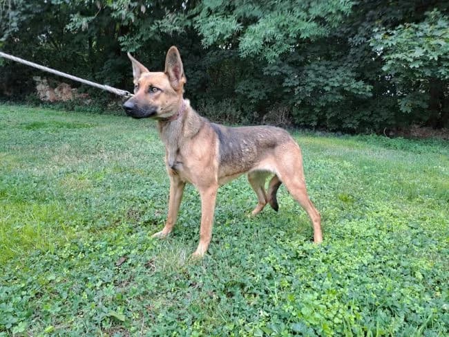 Akira, female young Belgian Malinois for adoption at Útulek Jimlín