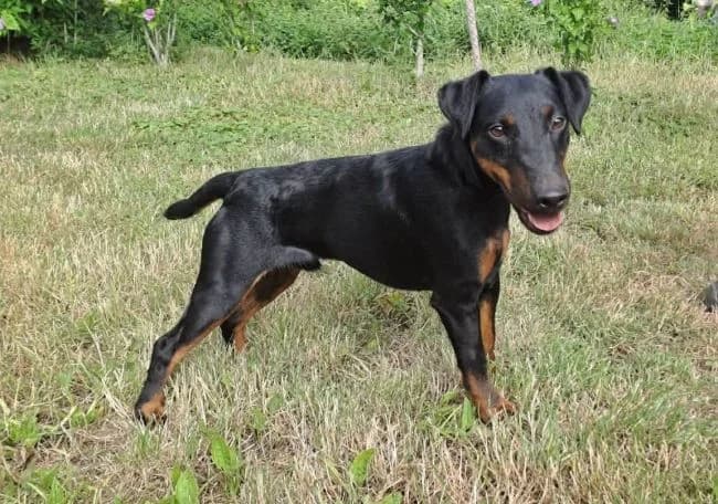 Ďáblík, male young mixed breed for adoption at Útulek Jimlín