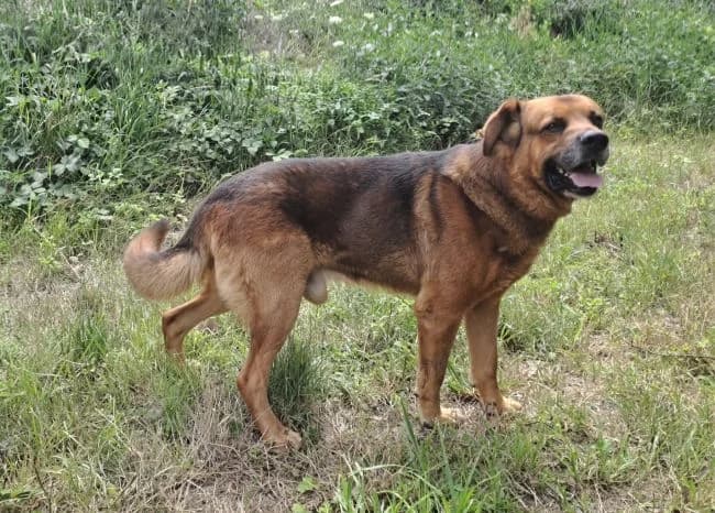 Brit, male 6yo mixed breed for adoption at Útulek Jimlín