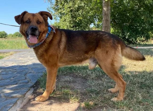 Brit, male 6yo mixed breed for adoption at Útulek Jimlín