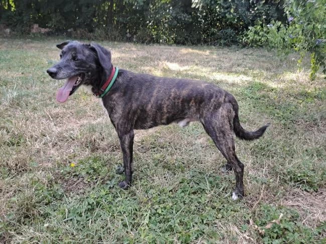 Ben 2, male senior mixed breed for adoption at Útulek Jimlín