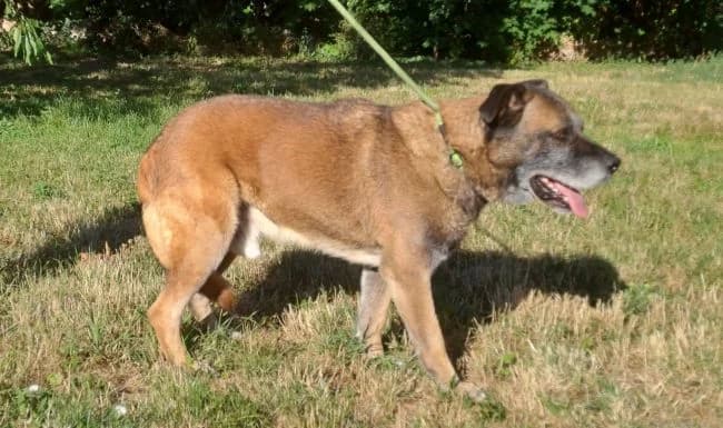 Romulus, male senior mixed breed for adoption at Útulek Jimlín