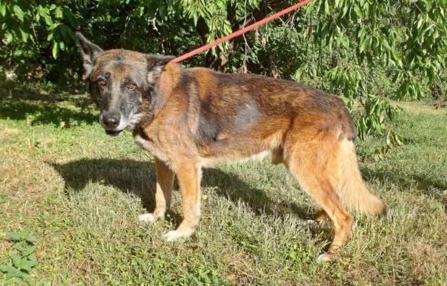 Rémulus, male senior mixed breed for adoption at Útulek Jimlín