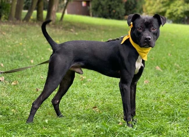 Miky, male young mixed breed for adoption at Útulek Jimlín