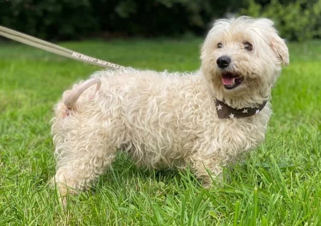 Žerýček, male senior mixed breed for adoption at Útulek Jimlín