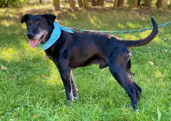 Samson, male senior Labrador Retriever for adoption at Útulek Jimlín