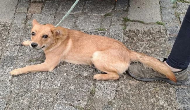 Karamelka, female young Mixed Breed for adoption at Útulek Jimlín