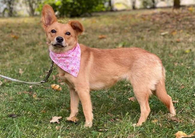 Karamelka, female young mixed breed for adoption at Útulek Jimlín