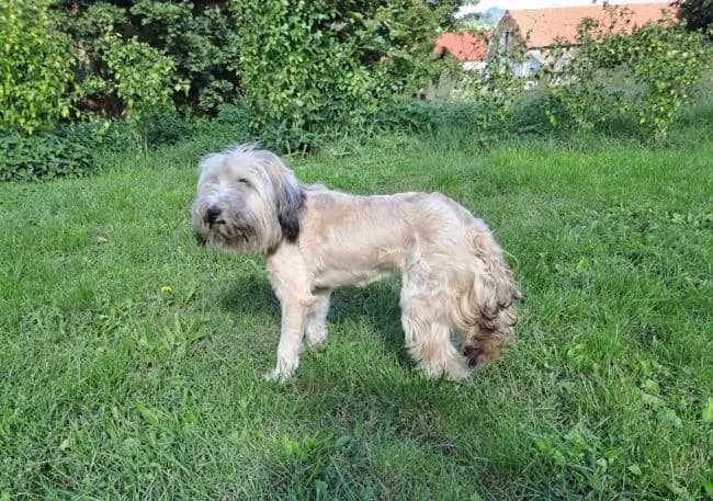 Alfík, male puppy Mixed Breed for adoption at Útulek Jimlín