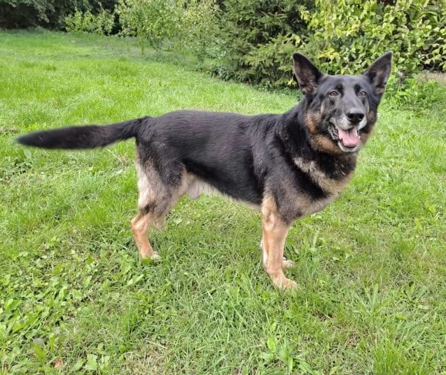 Hans, male senior mixed breed for adoption at Útulek Jimlín