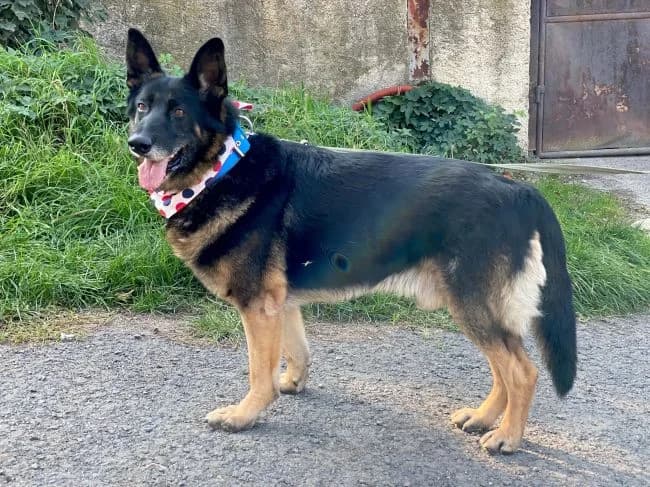 Hans, male senior mixed breed for adoption at Útulek Jimlín
