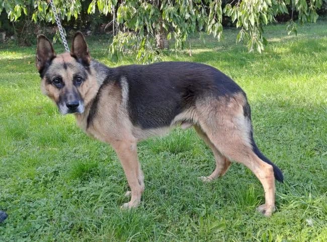 J, male senior mixed breed for adoption at Útulek Jimlín