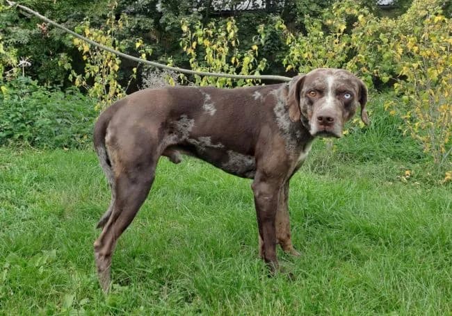 Chupito, male 5yo mixed breed for adoption at Útulek Jimlín
