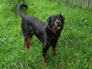 Baron, senior Mixed Breed for adoption at Útulek Cheb (Karlovarský kraj), Karlovy Vary