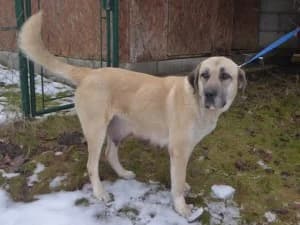 Enes, female 7yo Mixed Breed for adoption at Útulek Cheb (Karlovarský kraj), Karlovy Vary