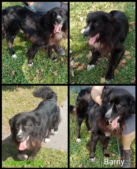 BARNY, Černý male senior mixed breed for adoption at Psí útulek Karviná (TSK), Karviná