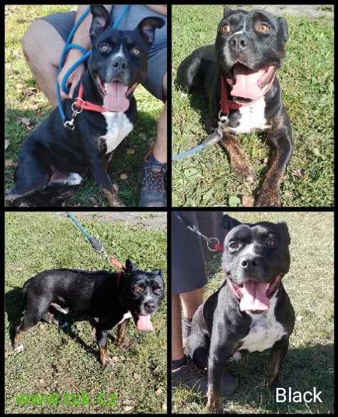 BLACK, černá s bílou náprsenkou male 5yo mixed breed for adoption at Psí útulek Karviná (TSK), Karviná