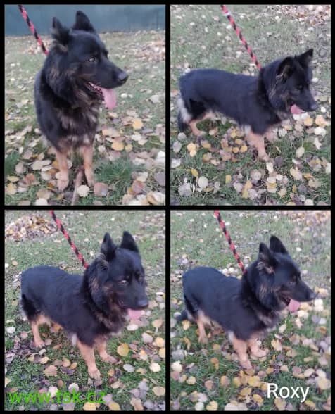 ROXY, černá s pálením female 5yo mixed breed for adoption at Psí útulek Karviná (TSK), Karviná