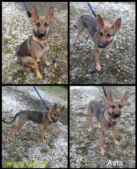 ASTA, šedohnědá female 3yo mixed breed for adoption at Psí útulek Karviná (TSK), Karviná