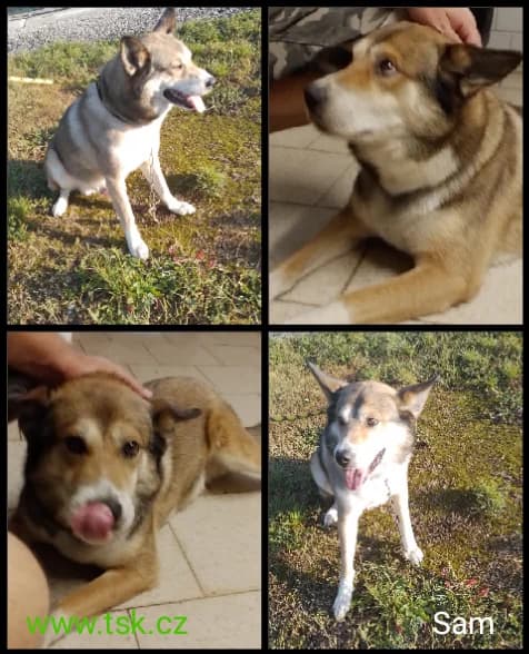 SAM, hnědobílá male 6yo mixed breed for adoption at Psí útulek Karviná (TSK), Karviná