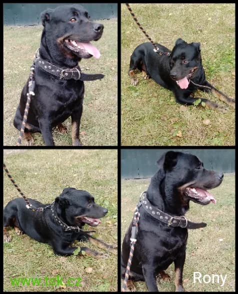 RONY, Černá s pálením 5yo mixed breed for adoption at Psí útulek Karviná (TSK), Karviná