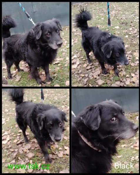 BLACK, černá male senior mixed breed for adoption at Psí útulek Karviná (TSK), Karviná