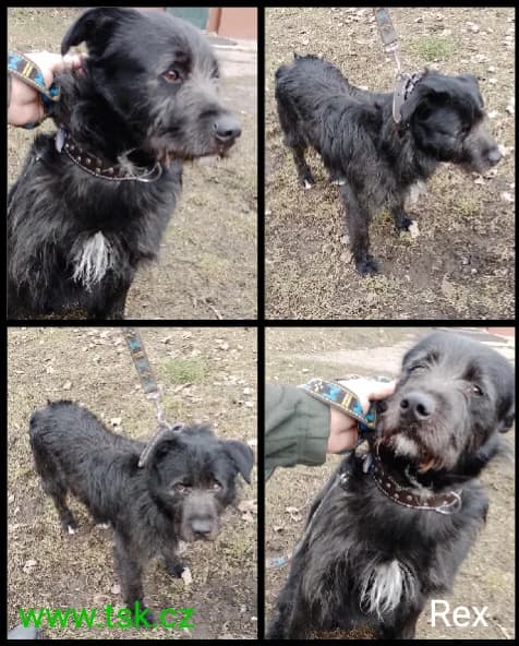 REX, Černý male 5yo mixed breed for adoption at Psí útulek Karviná (TSK), Karviná