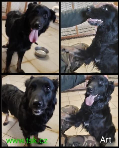 ART, Černý male 5yo mixed breed for adoption at Psí útulek Karviná (TSK), Karviná