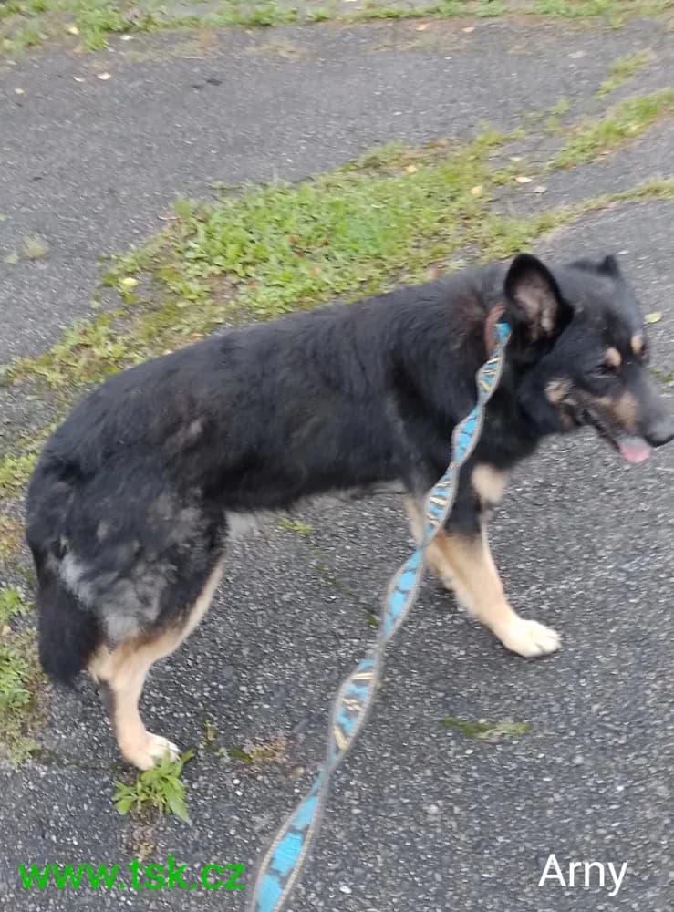 ARNY, Černá s pálením male senior mixed breed for adoption at Psí útulek Karviná (TSK), Karviná