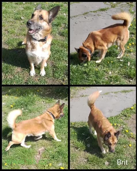 BRIT, Hnědý male senior mixed breed for adoption at Psí útulek Karviná (TSK), Karviná