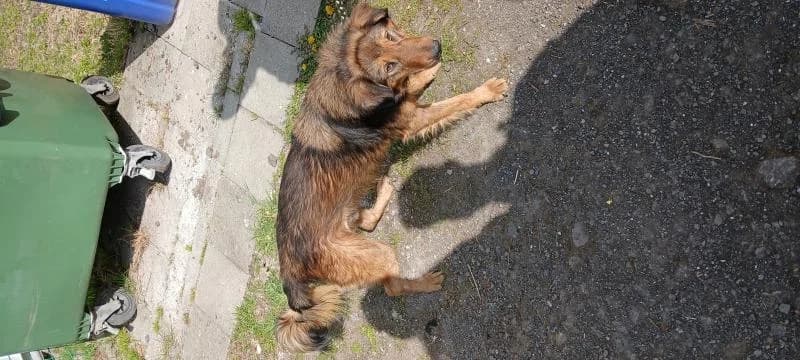 Dog 09042026-5, male young mixed breed for adoption at Útulok Kopřivnice