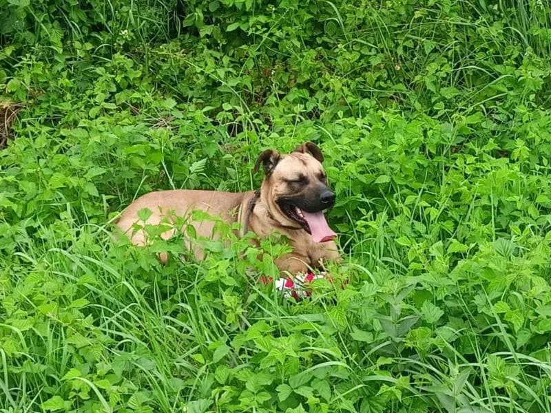 Pes č.6W, male 3yo mixed breed for adoption at Útulok Kopřivnice