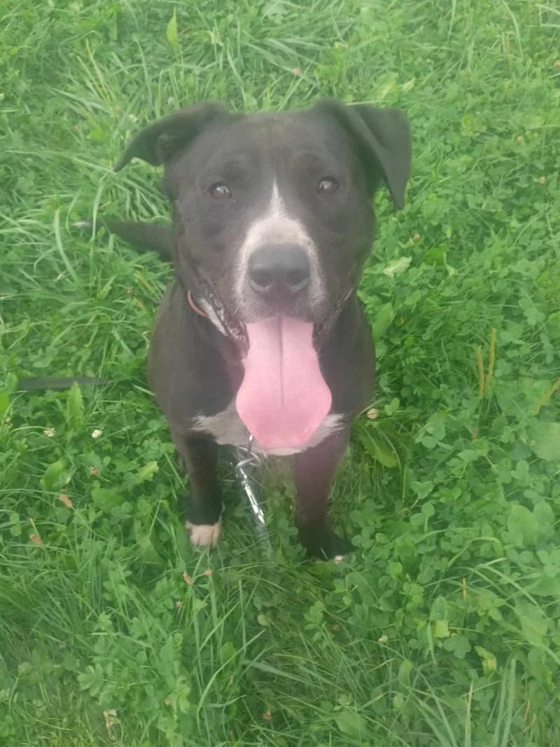 Kenny, male 3yo mixed breed for adoption at Útulok Kopřivnice
