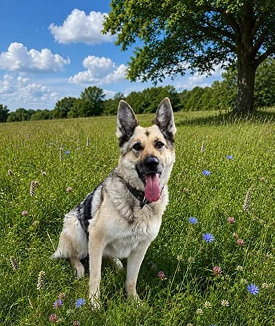 Kessy, female 3yo Mixed Breed for adoption at Útulek Lesan Kralupy, Kralupy nad Vltavou-Kralupy nad Vltavou 1