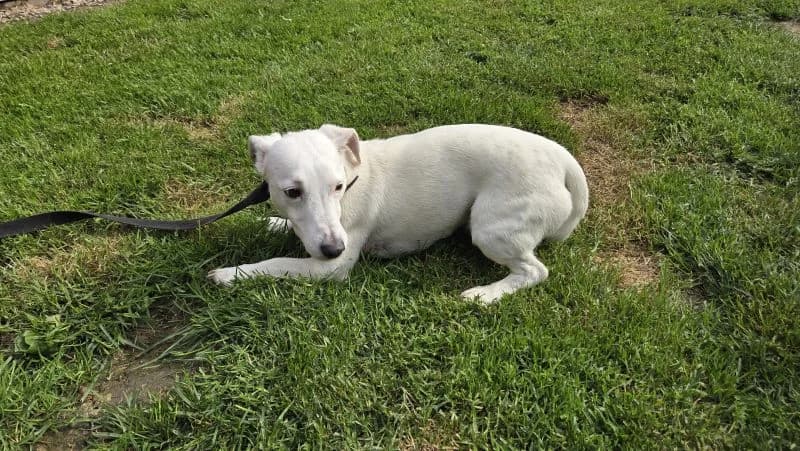 Barney, male 5yo Mixed Breed for adoption at Psí útulek Na trati
