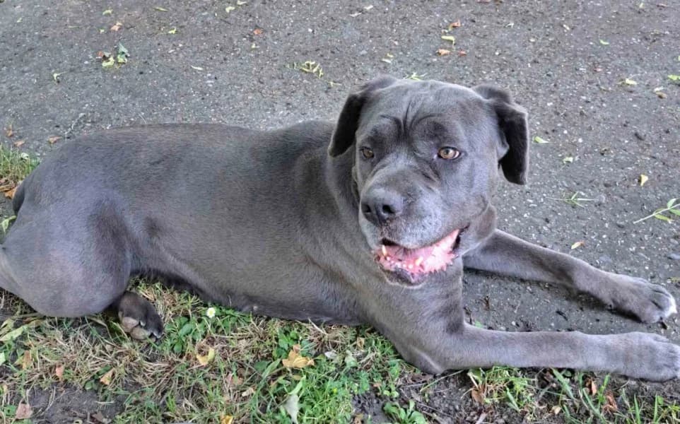 APOLLO, male 5yo Mixed Breed for adoption at Městský útulek Neratovice, Neratovice