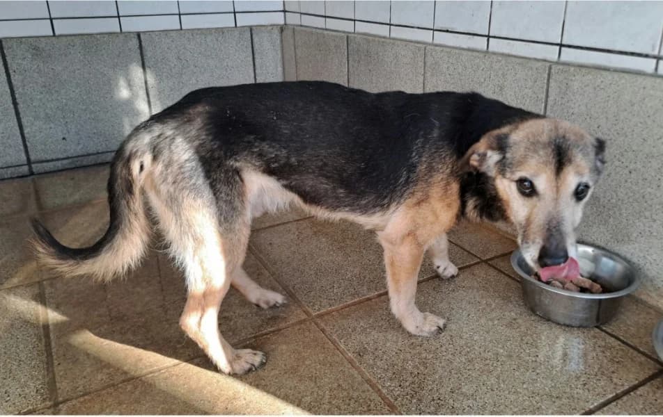 PAT a MAT, senior Mixed Breed for adoption at Městský útulek Neratovice, Neratovice