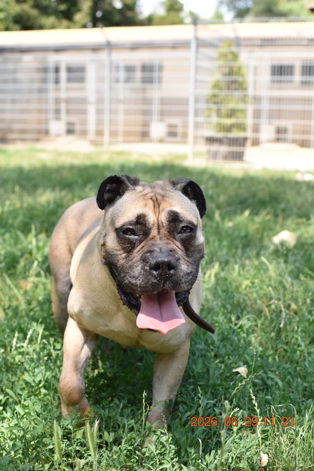 Matylda, female senior mixed breed for adoption at Utulek LOZ Olomouc, Olomouc