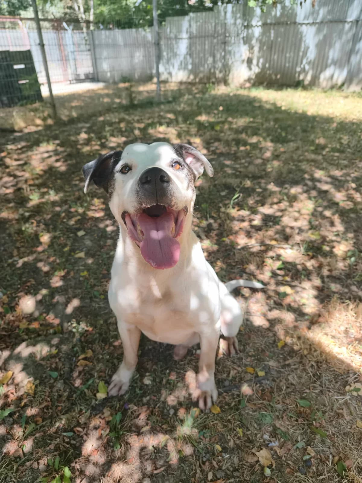 Ferro, male 6yo mixed breed for adoption at Utulek LOZ Olomouc, Olomouc