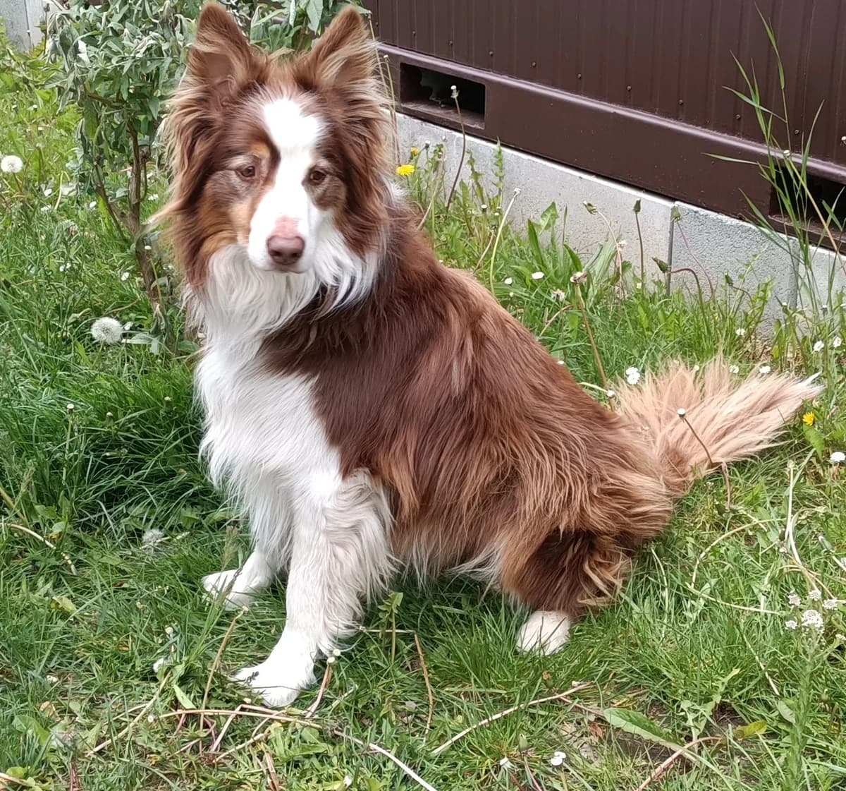 16046 René, male 3yo Mixed Breed for adoption at Útulek pro zvířata v nouzi Plzeň, Plzeň