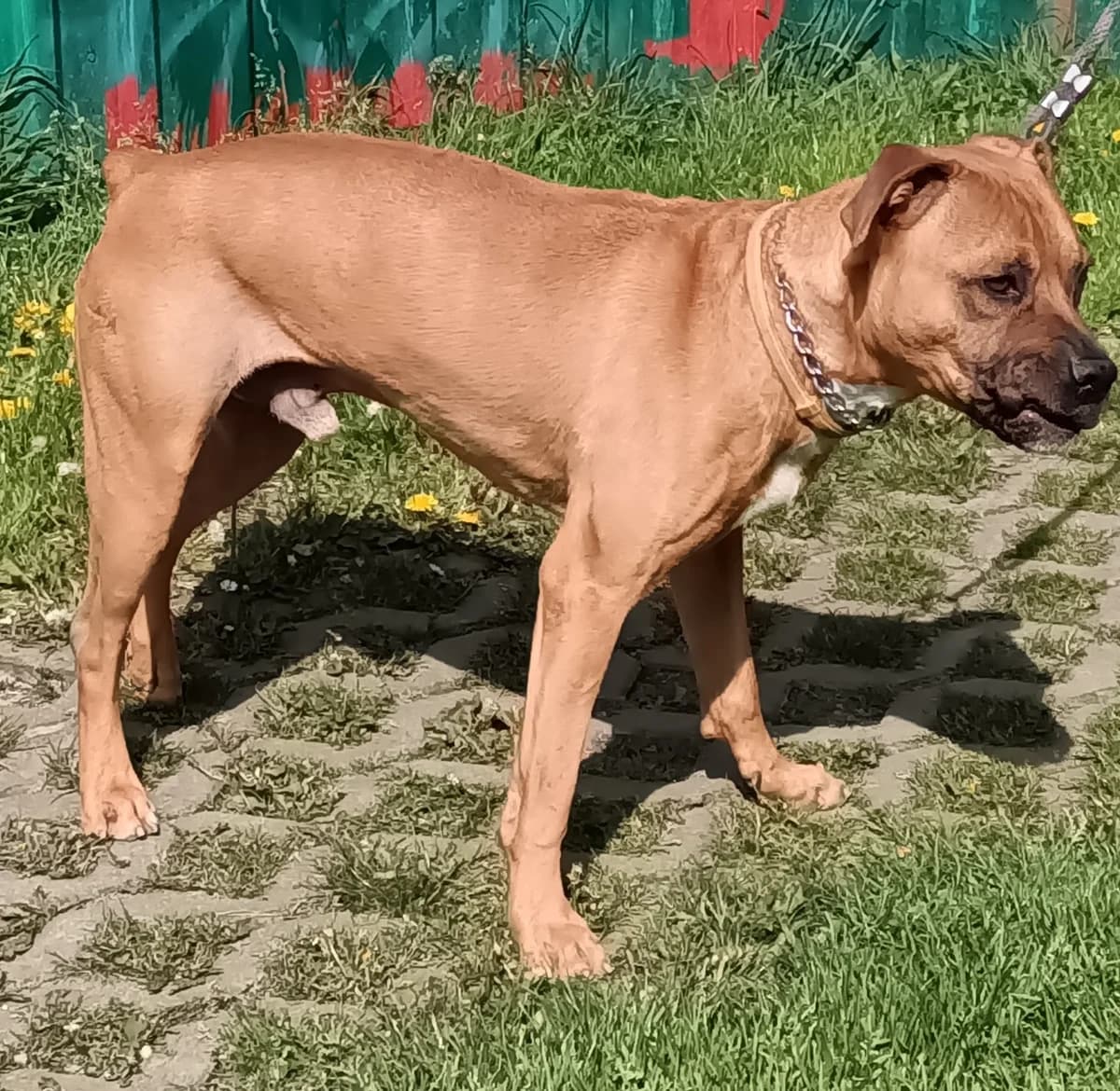 16197 Sabar, male 4yo Mixed Breed for adoption at Útulek pro zvířata v nouzi Plzeň, Plzeň