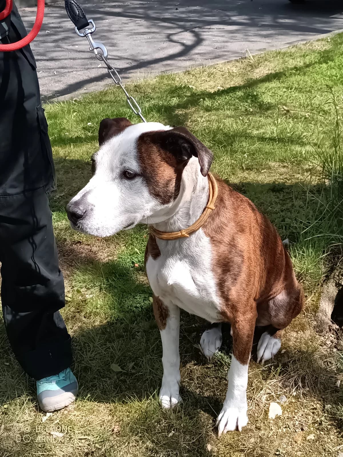 16808 Andy, male 4yo Mixed Breed for adoption at Útulek pro zvířata v nouzi Plzeň, Plzeň