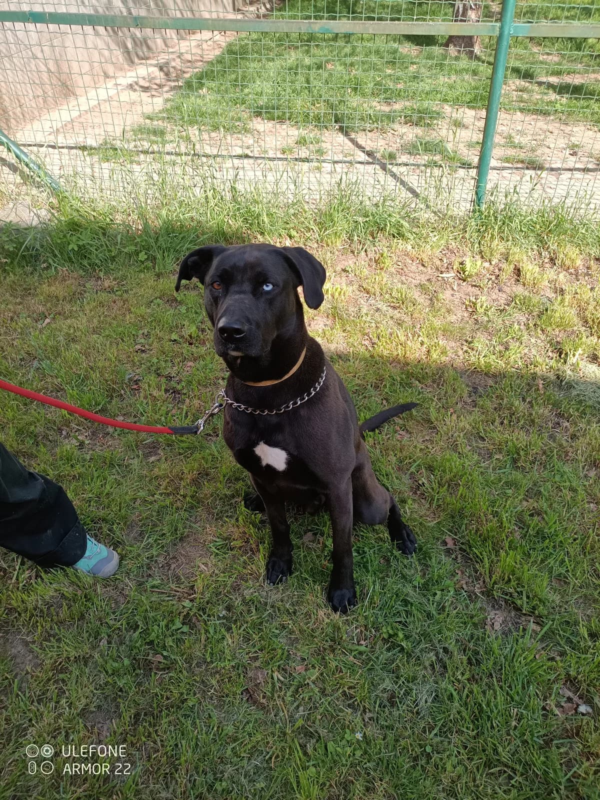 16925 Sorbon, male 3yo Mixed Breed for adoption at Útulek pro zvířata v nouzi Plzeň, Plzeň