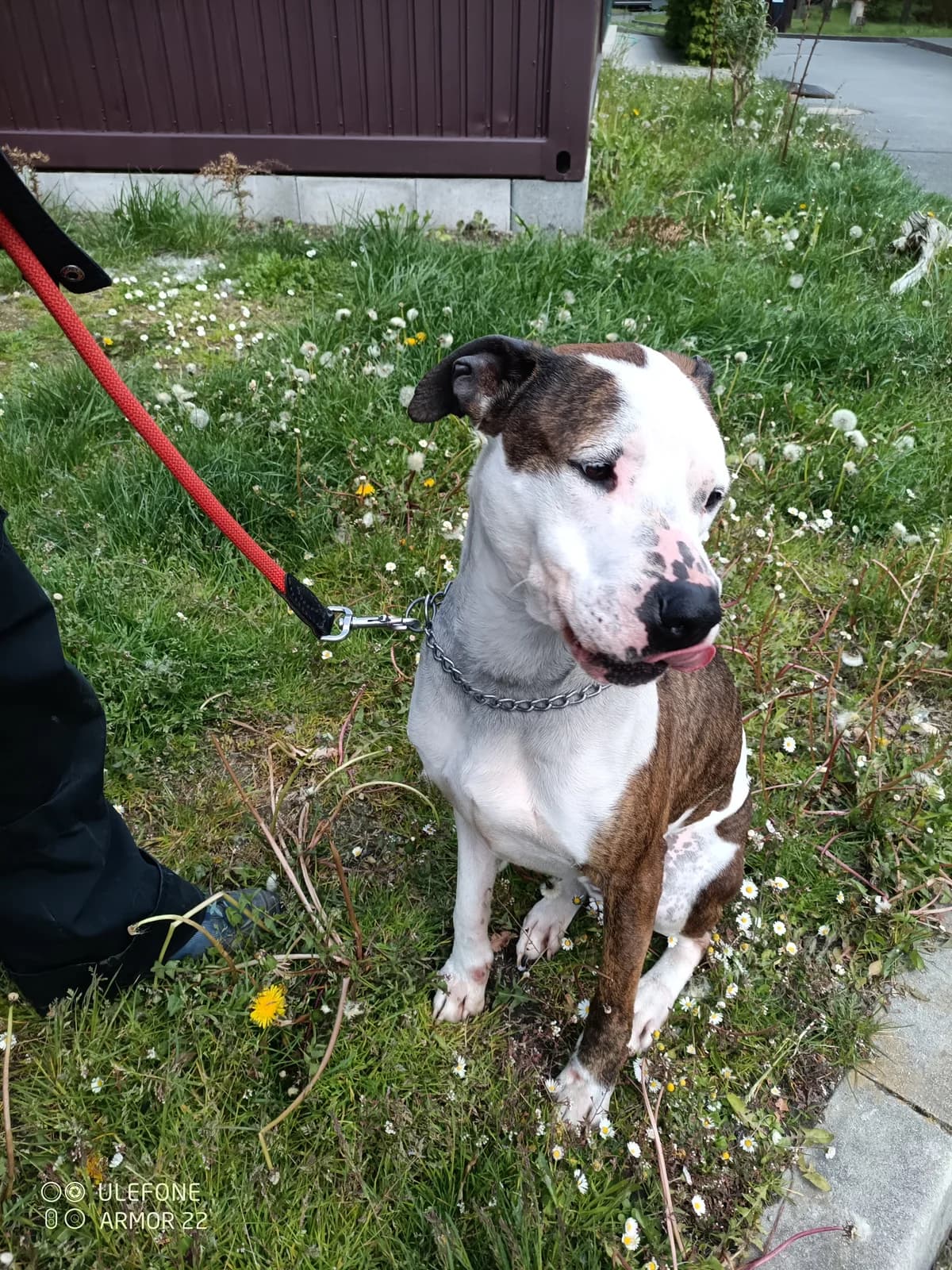 16963 Milky, male young Mixed Breed for adoption at Útulek pro zvířata v nouzi Plzeň, Plzeň