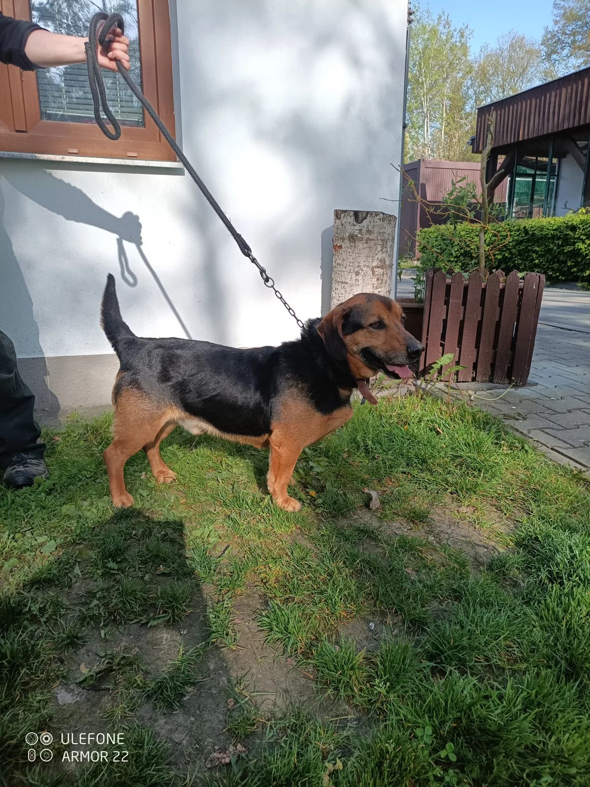 17405 Tramp, male 4yo Mixed Breed for adoption at Útulek pro zvířata v nouzi Plzeň, Plzeň