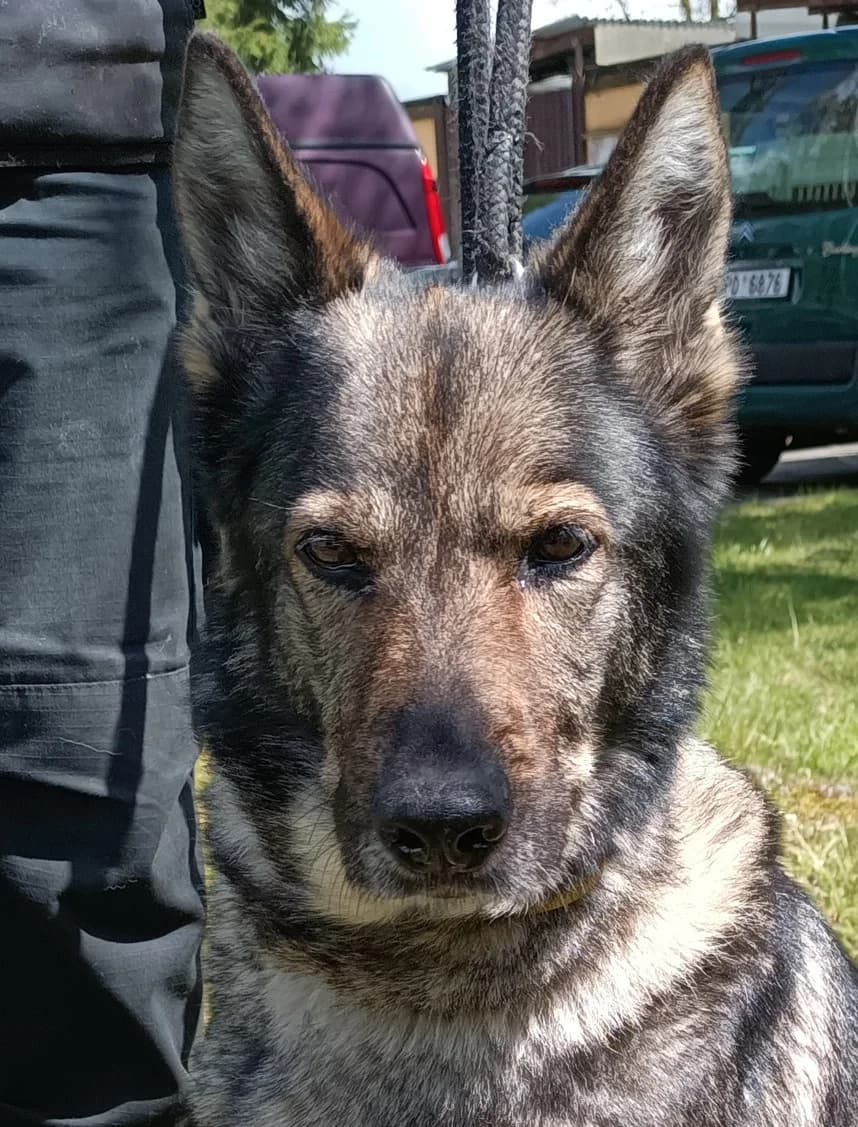 17536 Bára, female 7yo Mixed Breed for adoption at Útulek pro zvířata v nouzi Plzeň, Plzeň