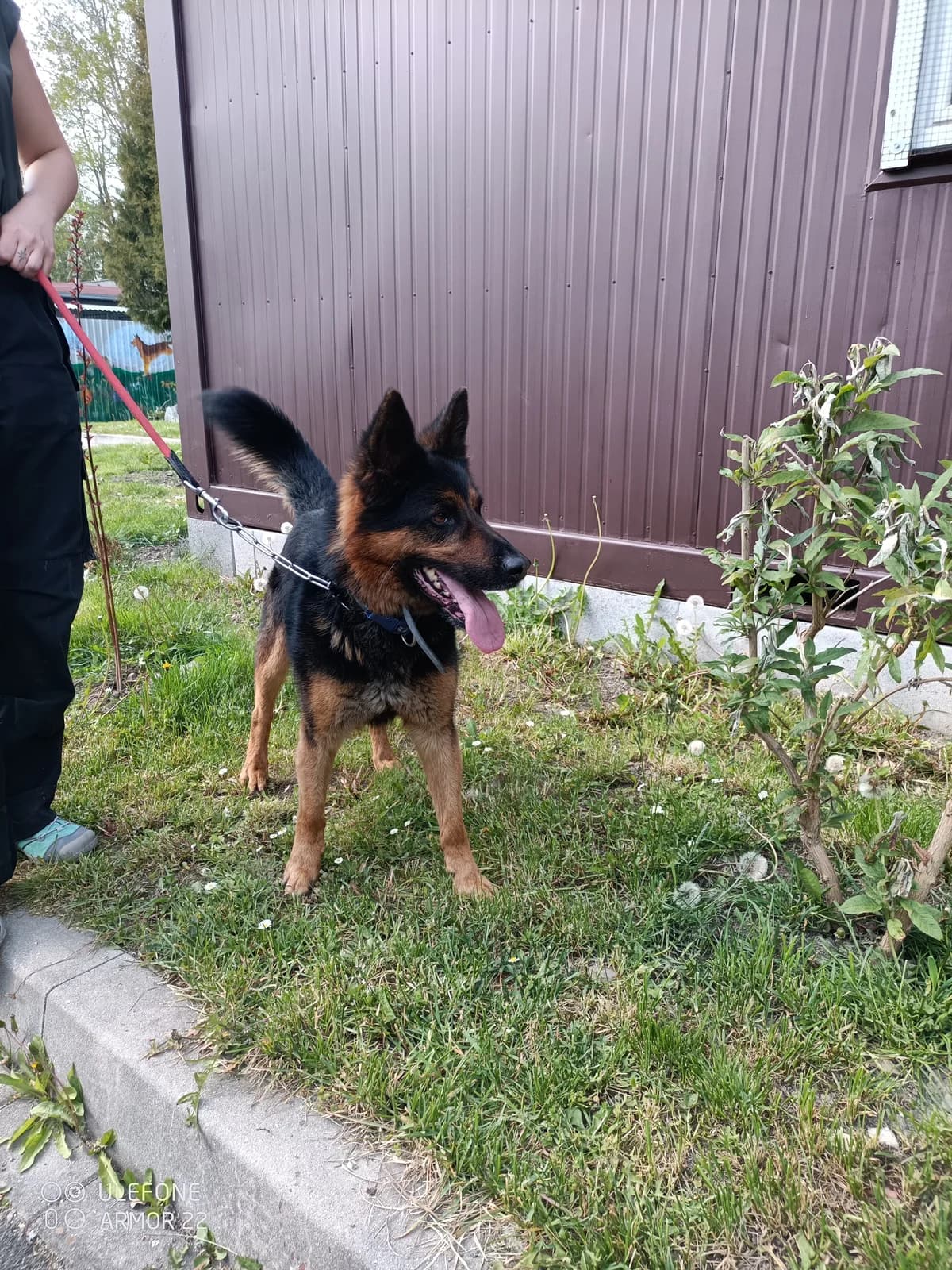 17559 Peron, male young Mixed Breed for adoption at Útulek pro zvířata v nouzi Plzeň, Plzeň