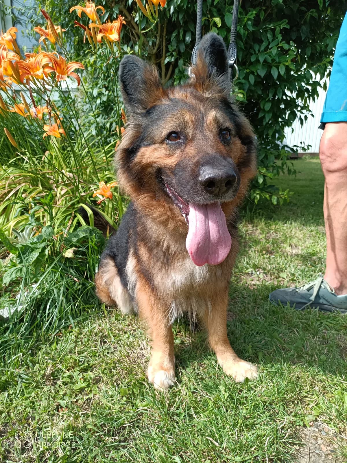 17916 Lucka, female senior Mixed Breed for adoption at Útulek pro zvířata v nouzi Plzeň, Plzeň
