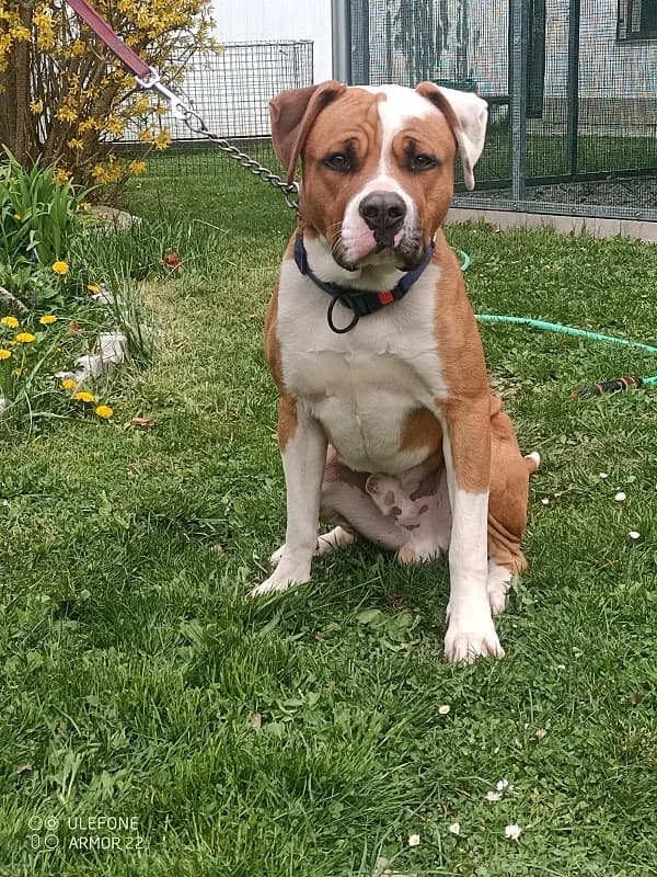 18123 Arny, male 3yo Mixed Breed for adoption at Útulek pro zvířata v nouzi Plzeň, Plzeň