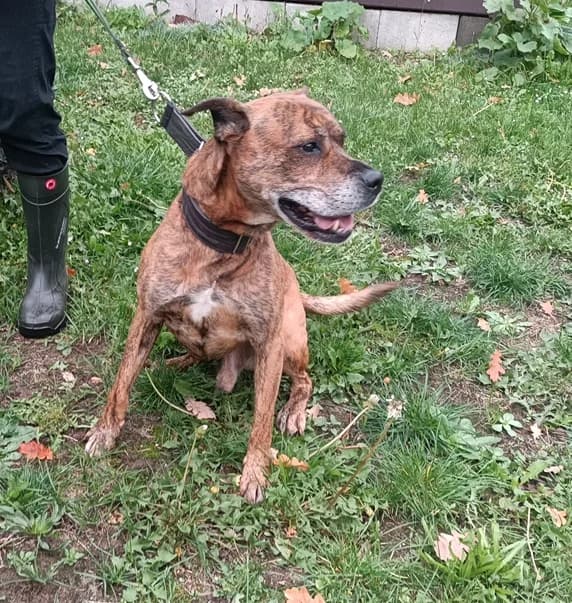 18253 Boris, senior Mixed Breed for adoption at Útulek pro zvířata v nouzi Plzeň, Plzeň